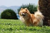 SPITZ ALLEMAND 399